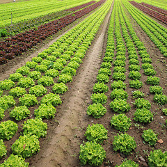 Image showing Lettuces in the fields