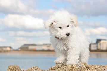 Image showing Puppy on the rocks