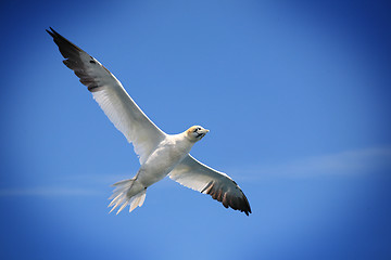 Image showing Flying Northern gannet