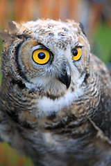 Image showing Owl