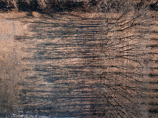 Image showing Drone view of trees skeletons with shadows on a ground.