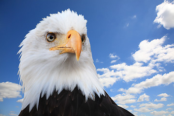 Image showing Bald eagle (Haliaeetus leucocephalus)