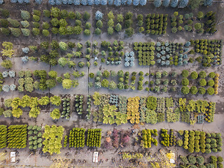 Image showing Plant pattern above garden center.