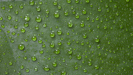 Image showing Green leaf background with water droplets.