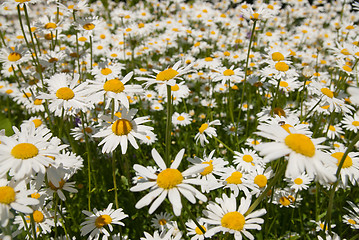 Image showing Blooming chamomiles close up view of flowers field.