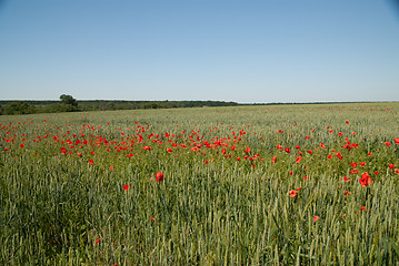 Image showing Countryside view of wheat field with red poppy flowers.