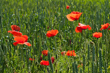 Image showing Red poppy flowers on the background of green wheat.