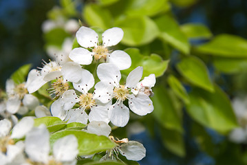 Image showing Apple tree with fresh flowers in a blossom.