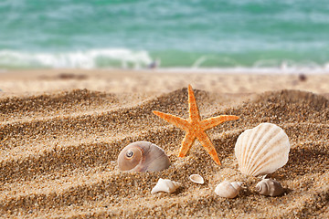 Image showing Sand beach with starfish and shells.