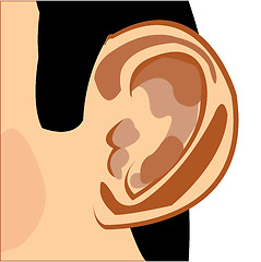 Image showing Organ of the rumour of the person ear