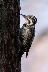 Image showing Eurasian Three-toed woodpecker (Picoides tridactylus) close up