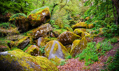 Image showing Boulders in the forest at Huelgoat in Brittany