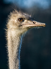 Image showing Ostrich bird animal head portrait