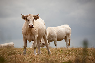 Image showing Blonde d\'Aquitaine breed in the meadow