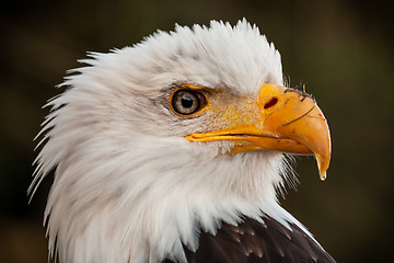 Image showing American Bald Eagle in the nature