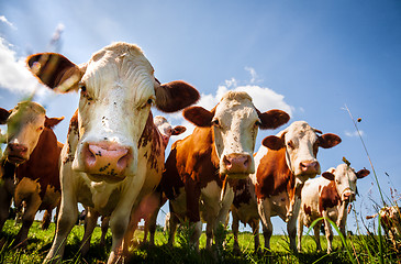 Image showing Herd of red cows in the pasture