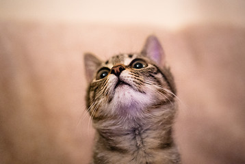 Image showing A curious cat is looking up