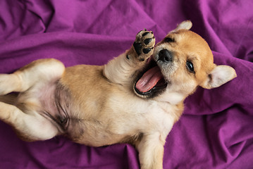 Image showing Funny lazy puppy yawning on a purple fabric