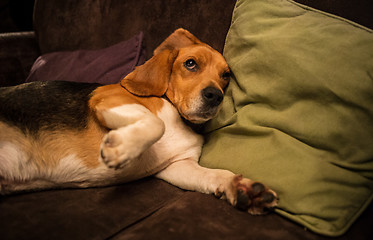 Image showing Beagle dog lying on brown sofa