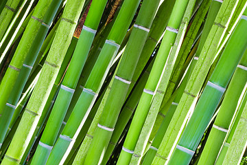 Image showing Field of green bamboo canes