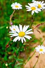 Image showing Chamomiles on background of grass and sand