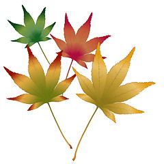 Image showing Japanese Maple leaves