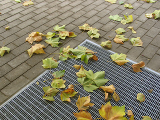 Image showing Autumn leaves