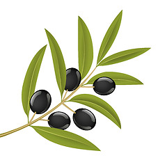 Image showing Olive branch