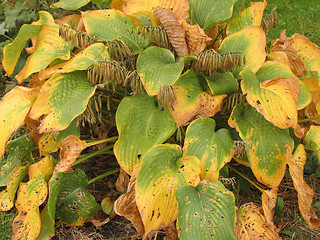 Image showing Hosta