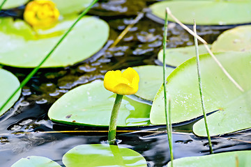 Image showing Nenuphar with leaves on the water