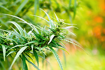 Image showing Hemp