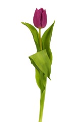 Image showing Purple tulip on white