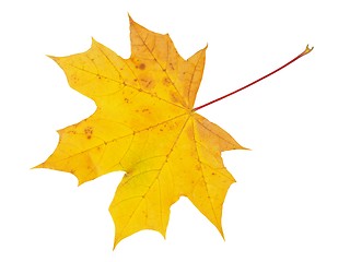 Image showing Autumn leaf on white