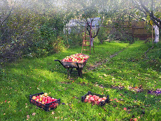 Image showing Harvest Ripe Apples In A Village Orchard