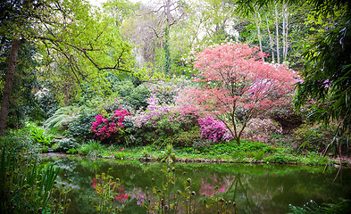 Image showing Blooming japanese trees in the nature 