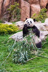 Image showing Giant panda sitting and eating bamboo