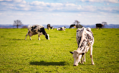 Image showing Grazing dairy cows in the field