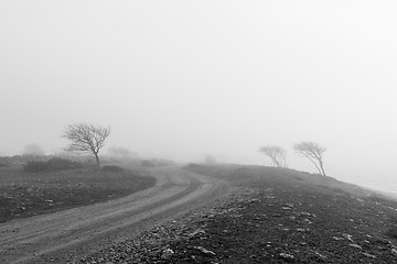 Image showing Windblown trees by a gravel road in misty weather in a bw image