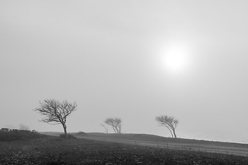 Image showing Windblown trees in the mist by a gravel road