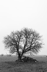 Image showing Lone bare tree in black and white