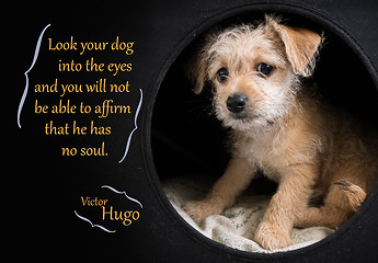 Image showing Cute brown puppy illustrating Victor Hugo quotation