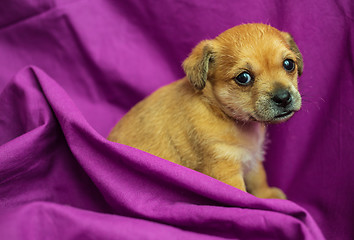 Image showing Cute mixed-breed puppy in purple fabric