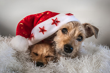 Image showing Puppies playing under red christmas hat