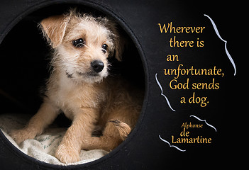 Image showing Cute brown puppy illustrating Lamartine quotation