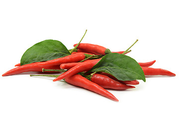 Image showing Red hot chilli pepper isolated