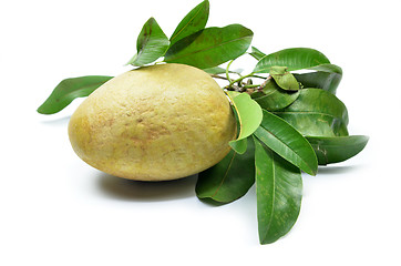 Image showing Fresh sapodilla tropical fruit 