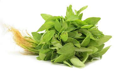 Image showing Fresh Chinese spinach isolated