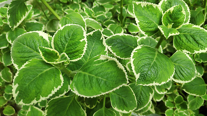 Image showing Fresh variegated Indian borage plant