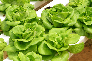 Image showing Lettuce vegetable growing in hydroponic farm