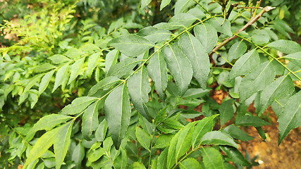 Image showing Fresh green curry leaf